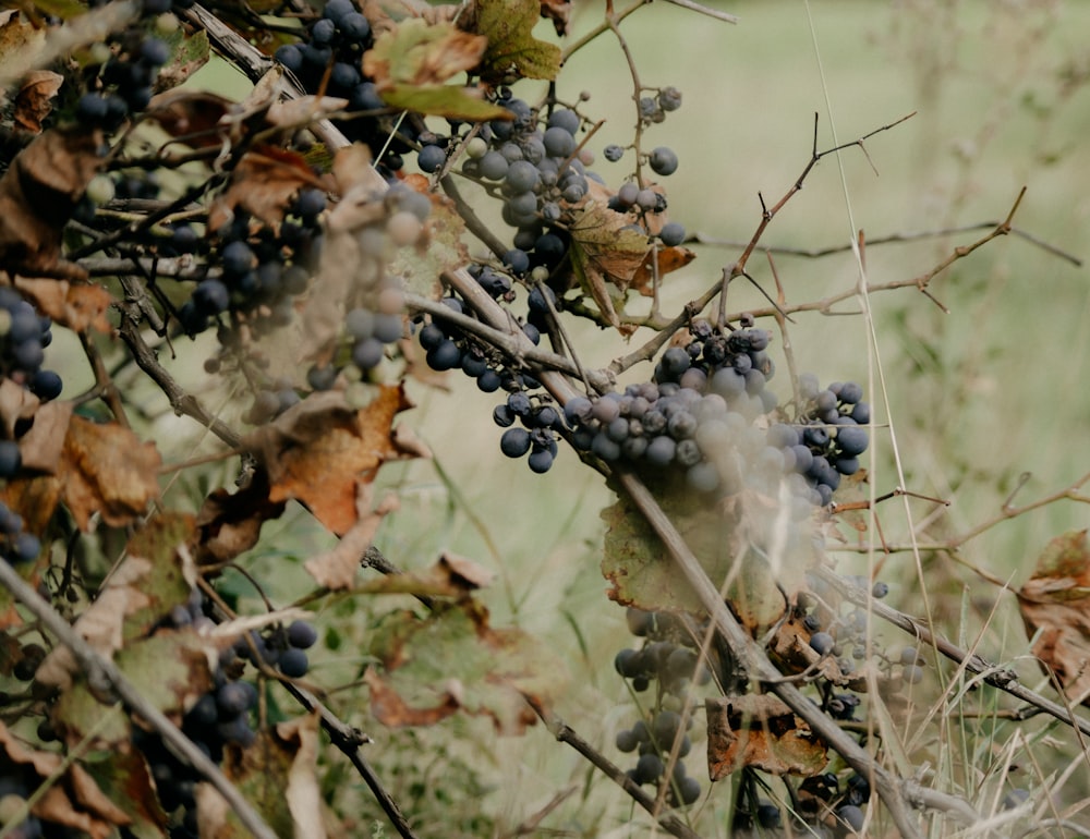 black round fruits on brown dried leaves during daytime