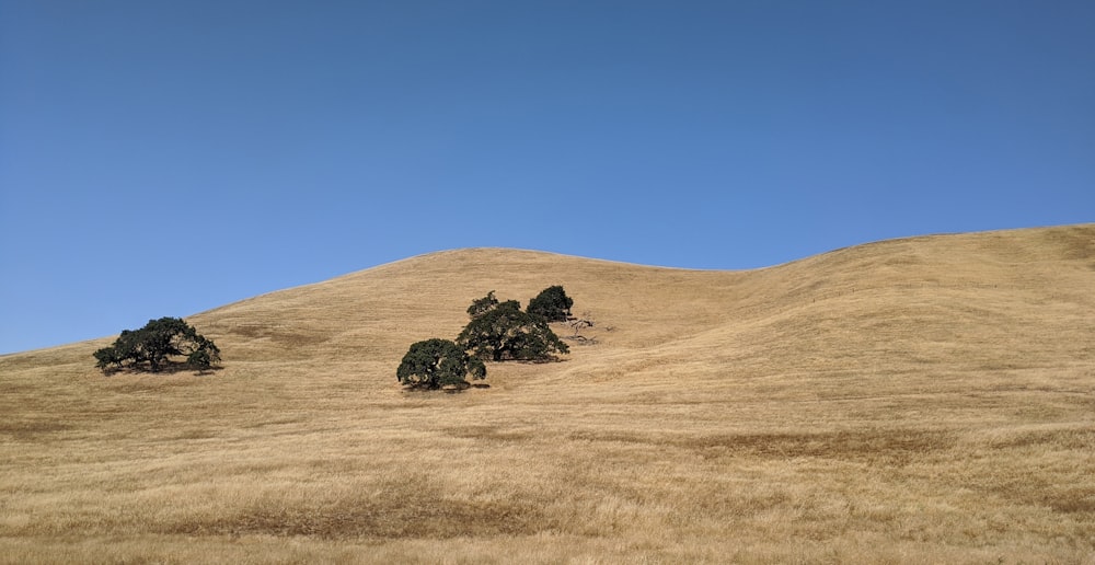 green tree on brown field under blue sky during daytime