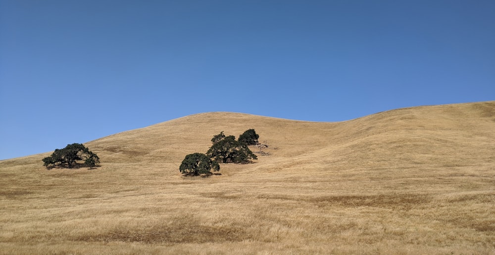 árbol verde en campo marrón bajo cielo azul durante el día