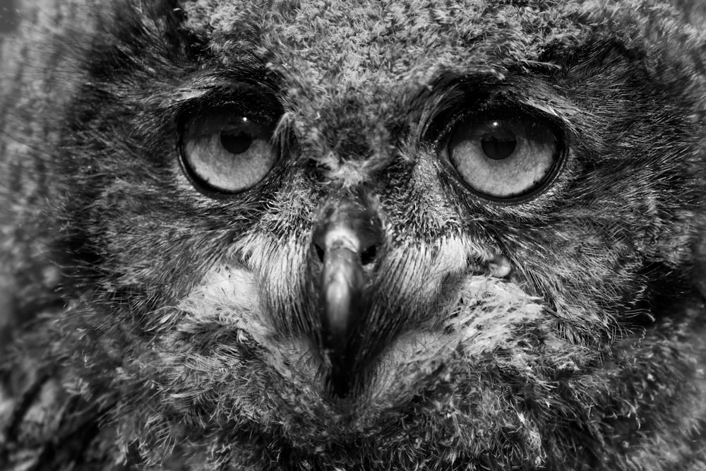 brown and black owl in close up photography