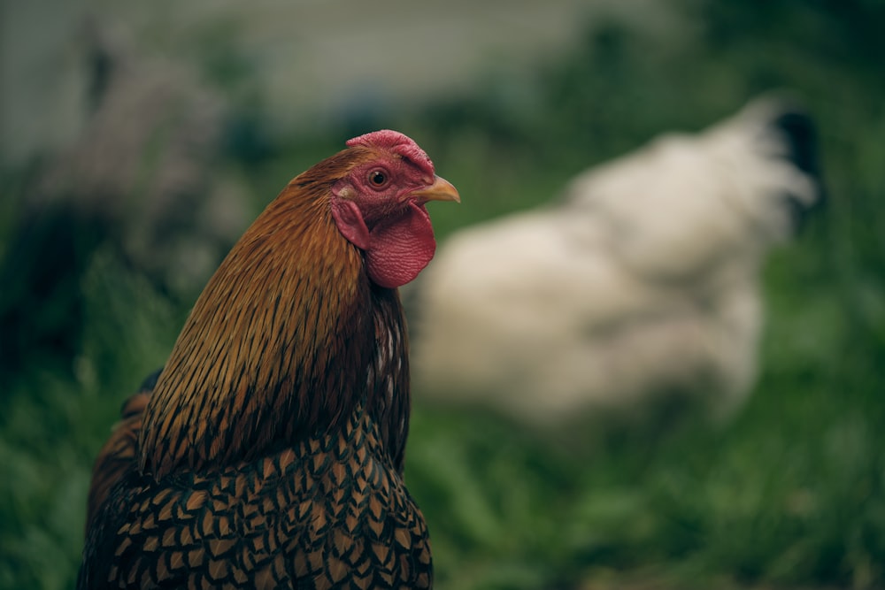 brown and black rooster on green grass during daytime