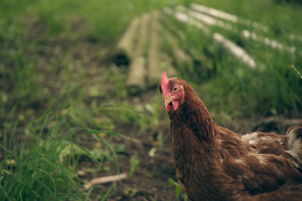 brown hen on green grass during daytime