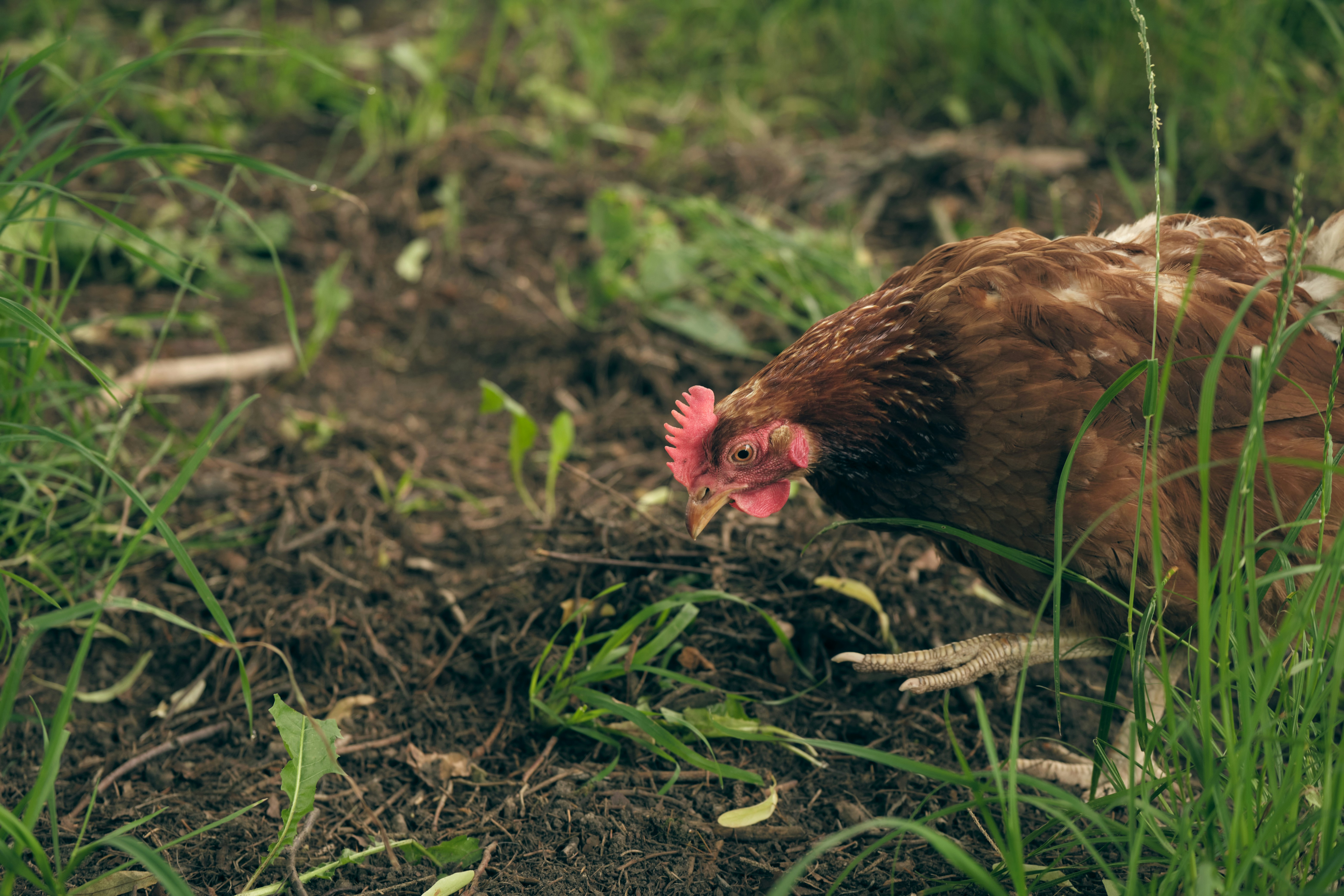 یک مرغ قهوه‌ای روی چمن سبز که نشان‌دهنده چرخه طبیعی و بهبود حاصلخیزی خاک با کود مرغی است