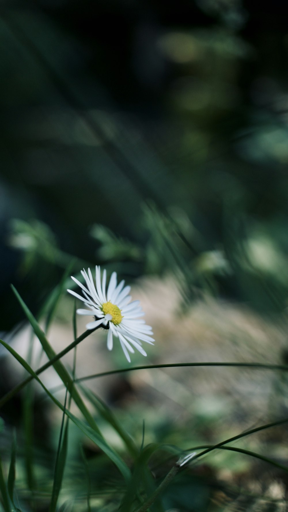 white daisy in bloom during daytime