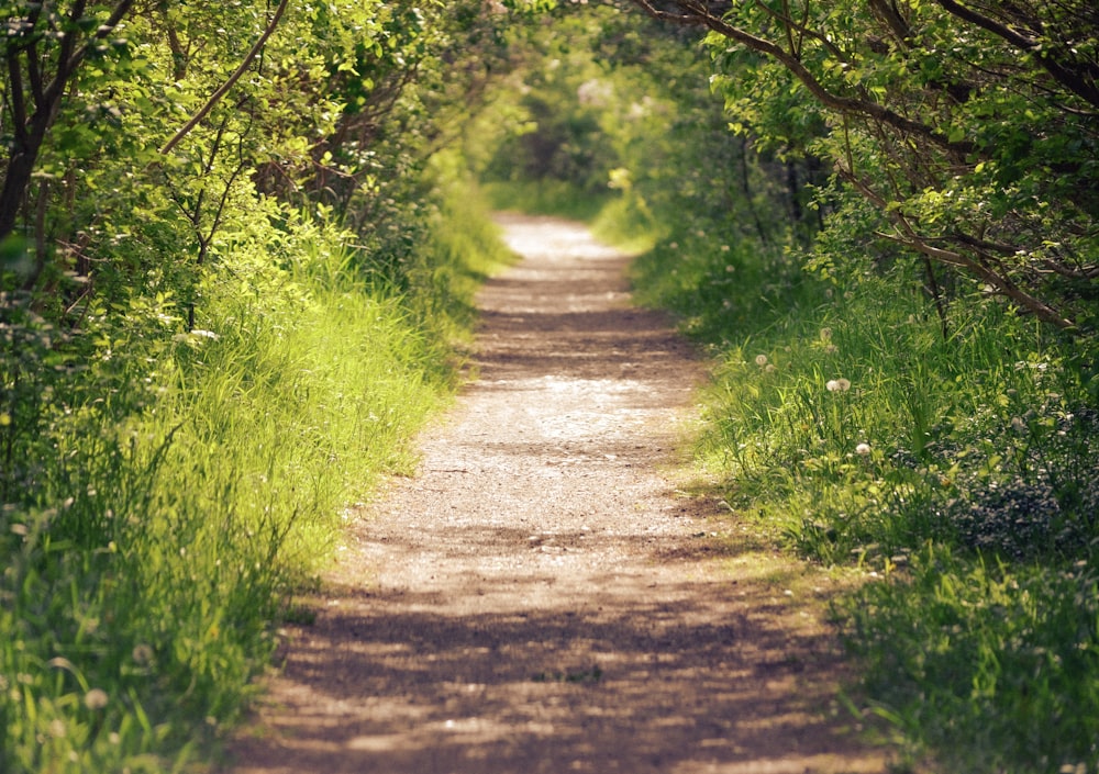 strada sterrata grigia tra erba verde e alberi durante il giorno