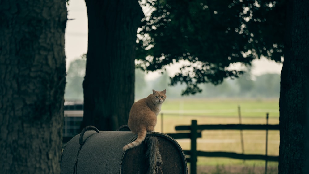 orange tabby cat sitting on brown wooden fence during daytime