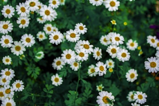 white and yellow flowers in tilt shift lens