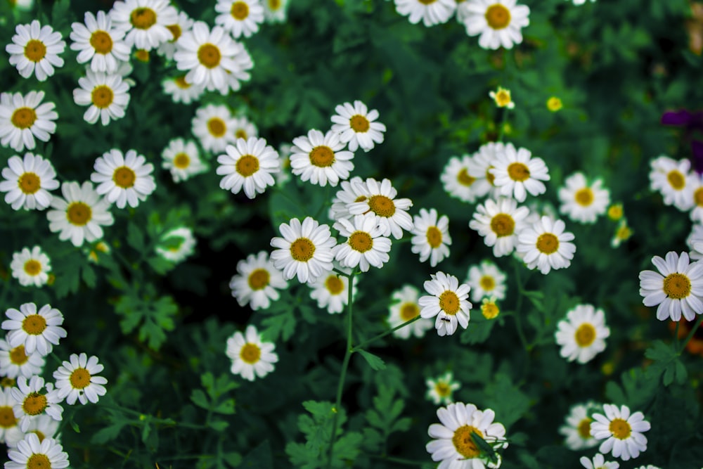 fiori bianchi e gialli in lente tilt shift