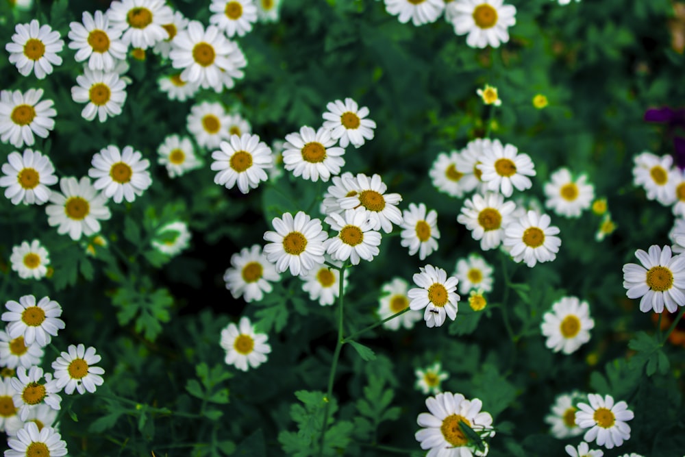 white and yellow flowers in tilt shift lens