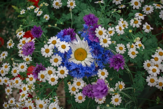 A vibrant assortment of wildflowers, predominantly daisies with white petals and yellow centers. They are interspersed with purple and blue flowers, adding a rich contrast. The arrangement appears lush and dense, with greenery in the background creating a natural backdrop.