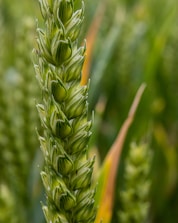 green wheat in close up photography