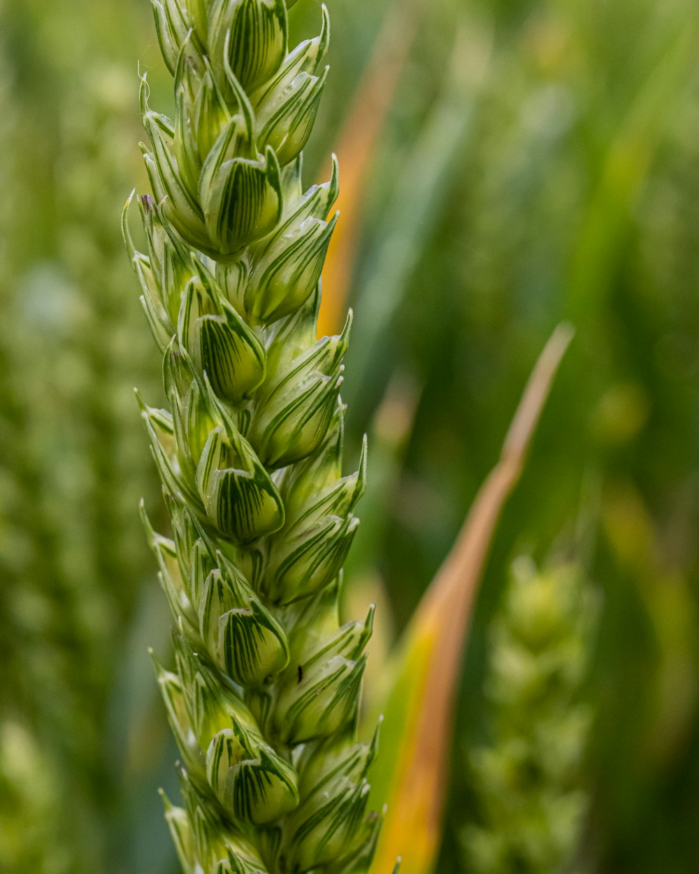 green wheat in close up photography