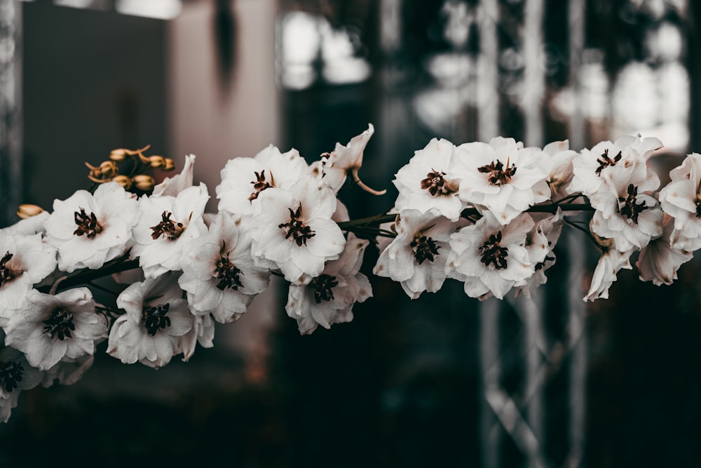 Fleur de cerisier blanc en fleurs pendant la journée