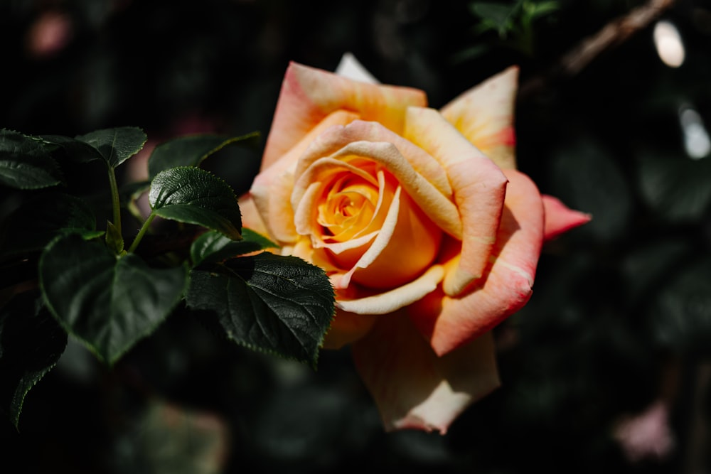 rosa in fiore durante il giorno