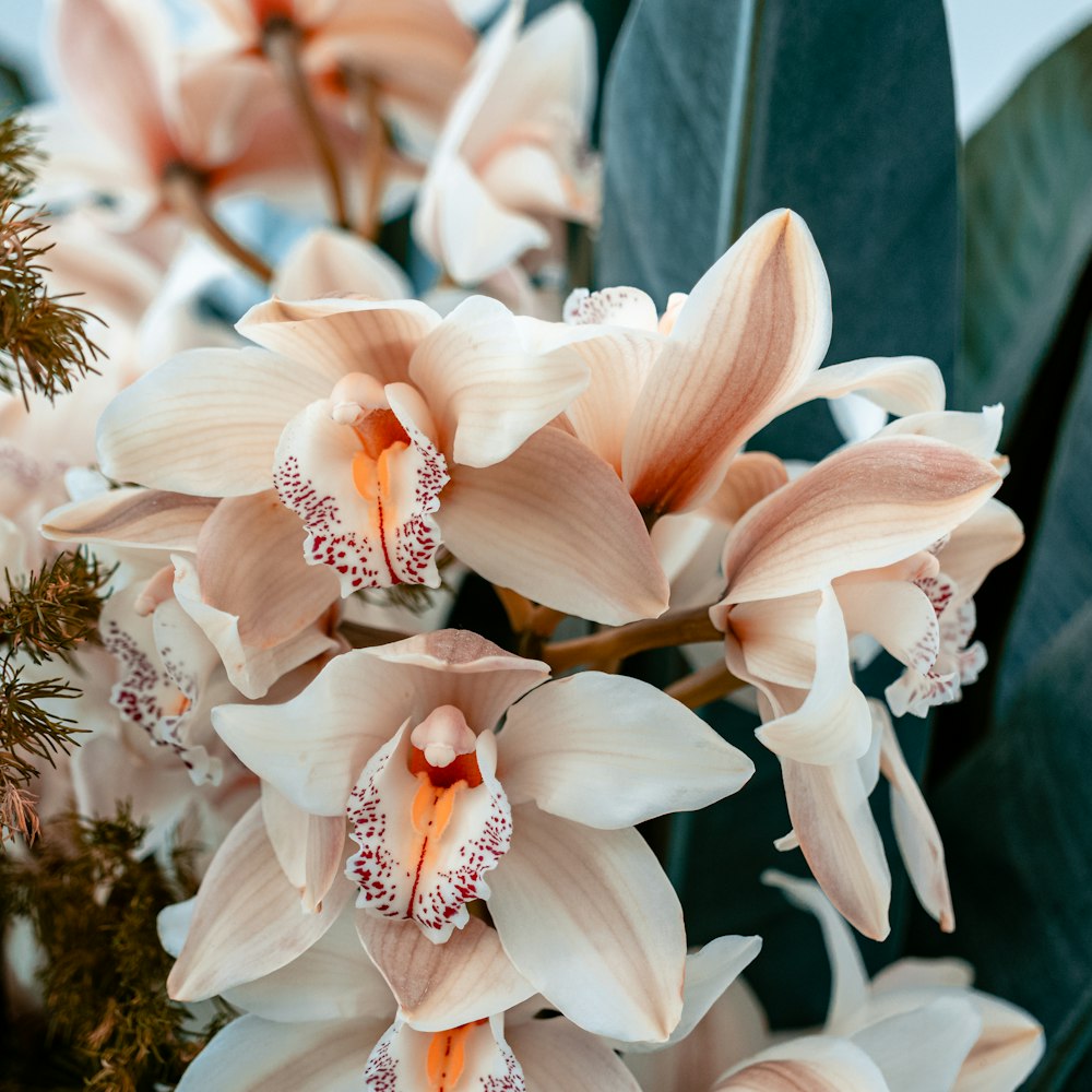 white flowers with green leaves