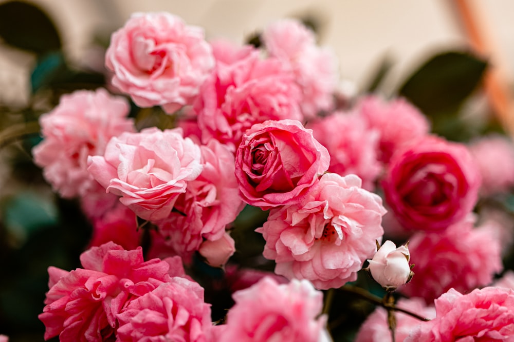 pink roses in close up photography