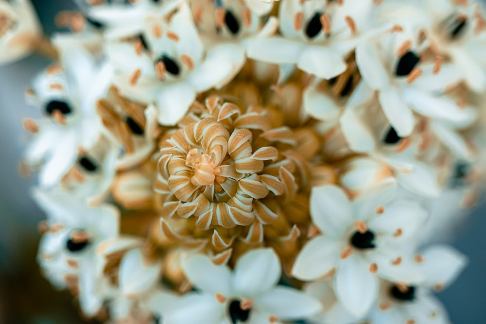 white and brown flower petals