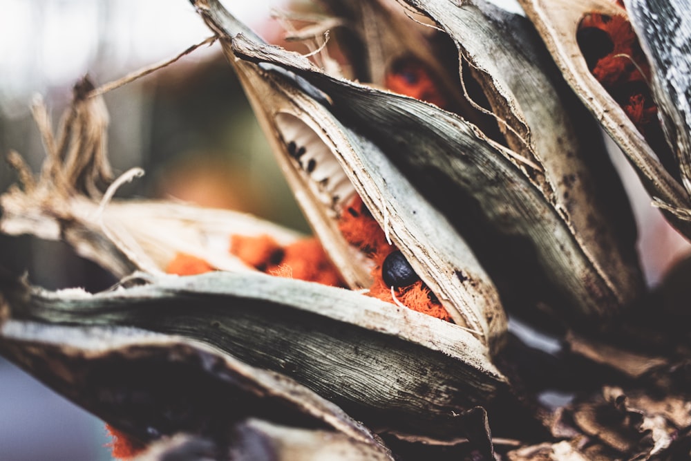 feuilles séchées brunes et grises