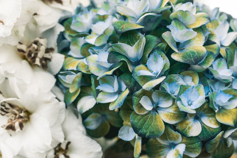 green and white flower petals