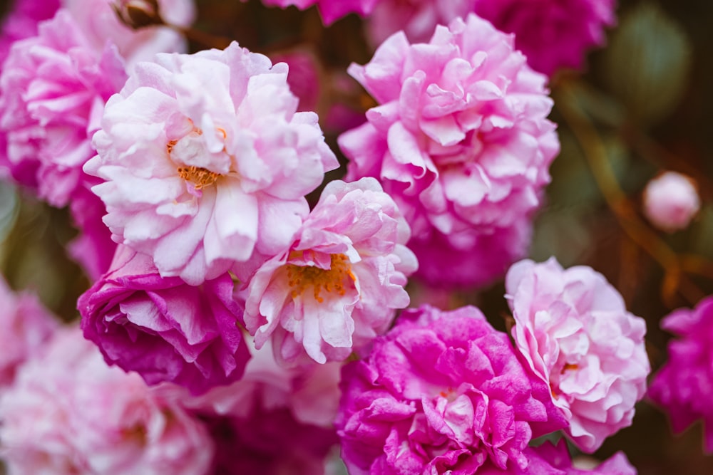 Rosa und weiße Blume in der Makrofotografie