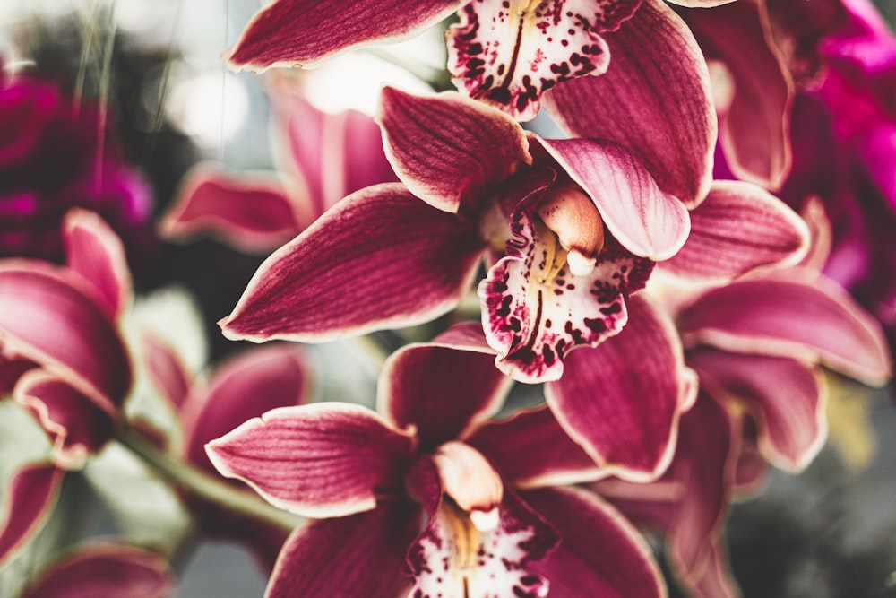 Orquídeas polilla roja y blanca en flor durante el día
