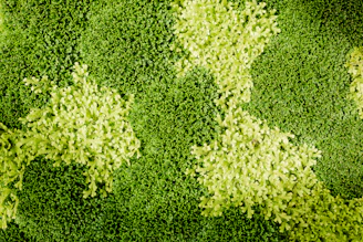 A warm, elegant display of moss tutors and marimo plants arranged on a cream background with deep moss green accents.