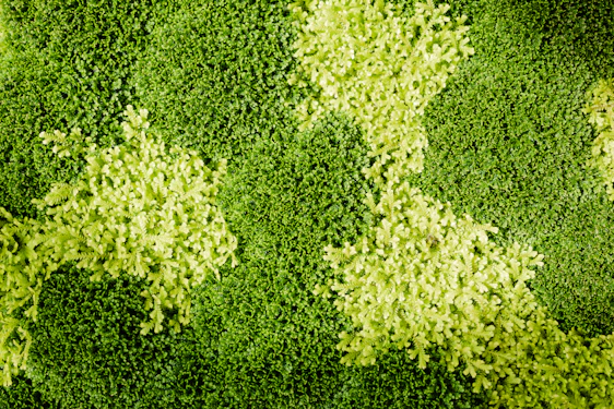 A warm, elegant display of moss tutors and marimo plants arranged on a cream background with deep moss green accents.