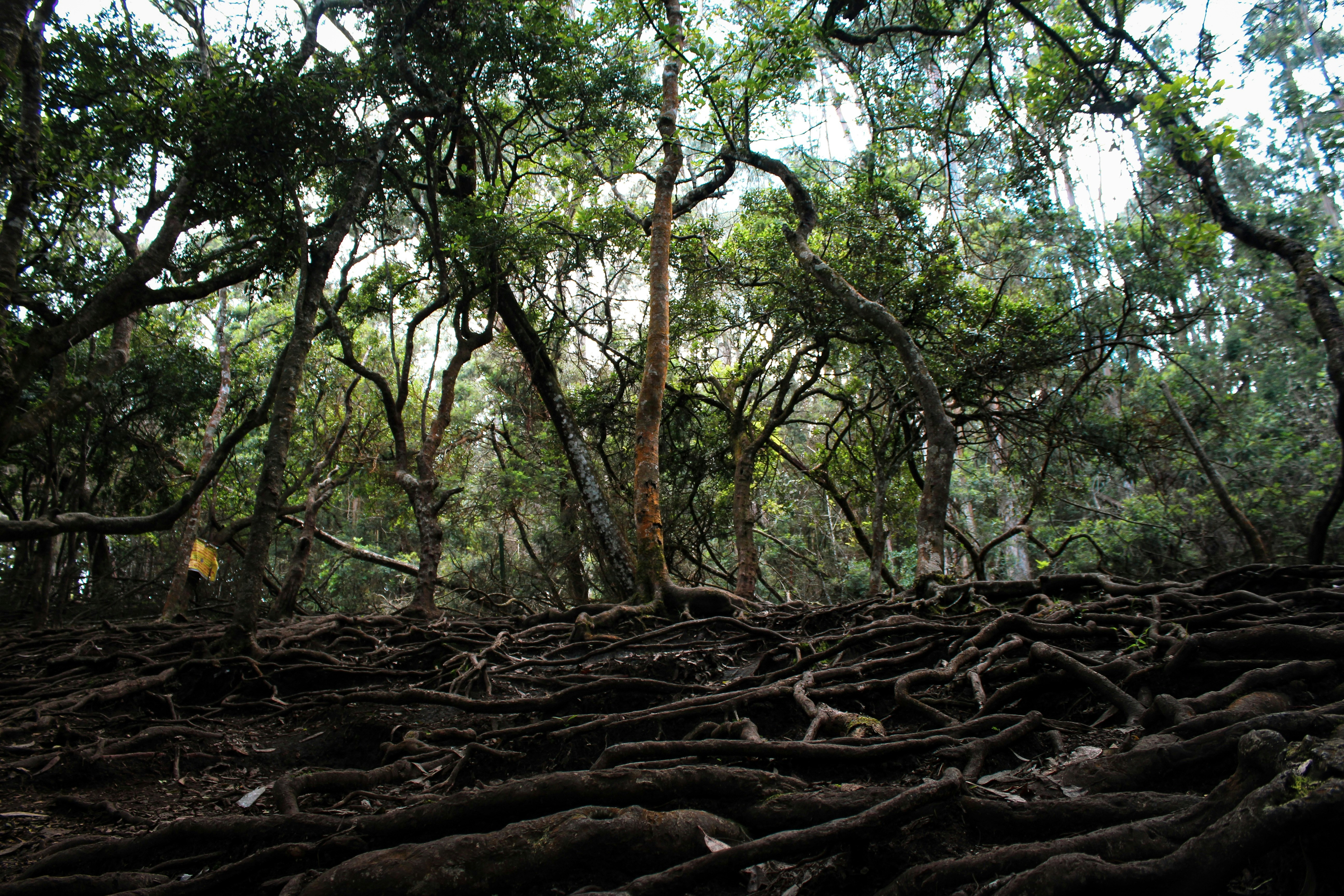 A large group of trees with roots on the ground photo – Free Image on ...