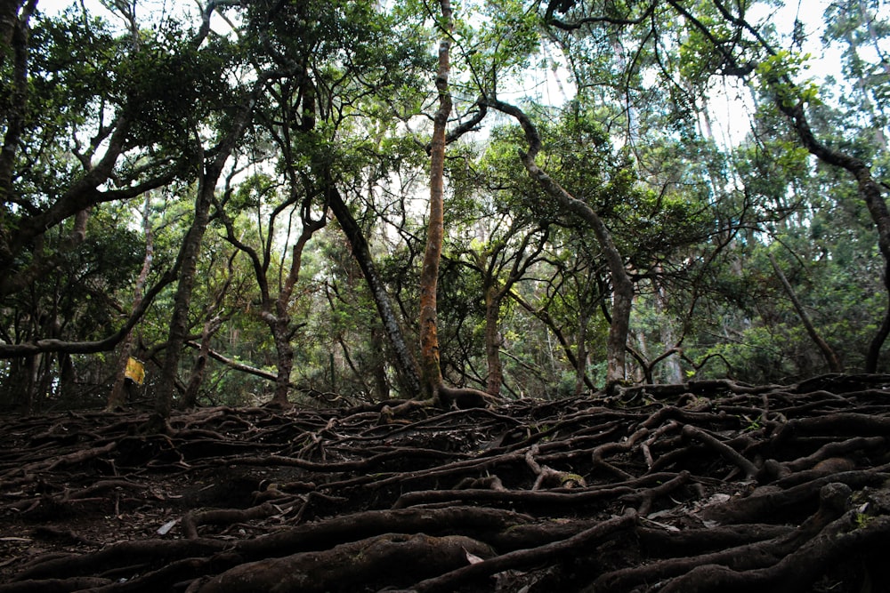 a large group of trees with roots on the ground