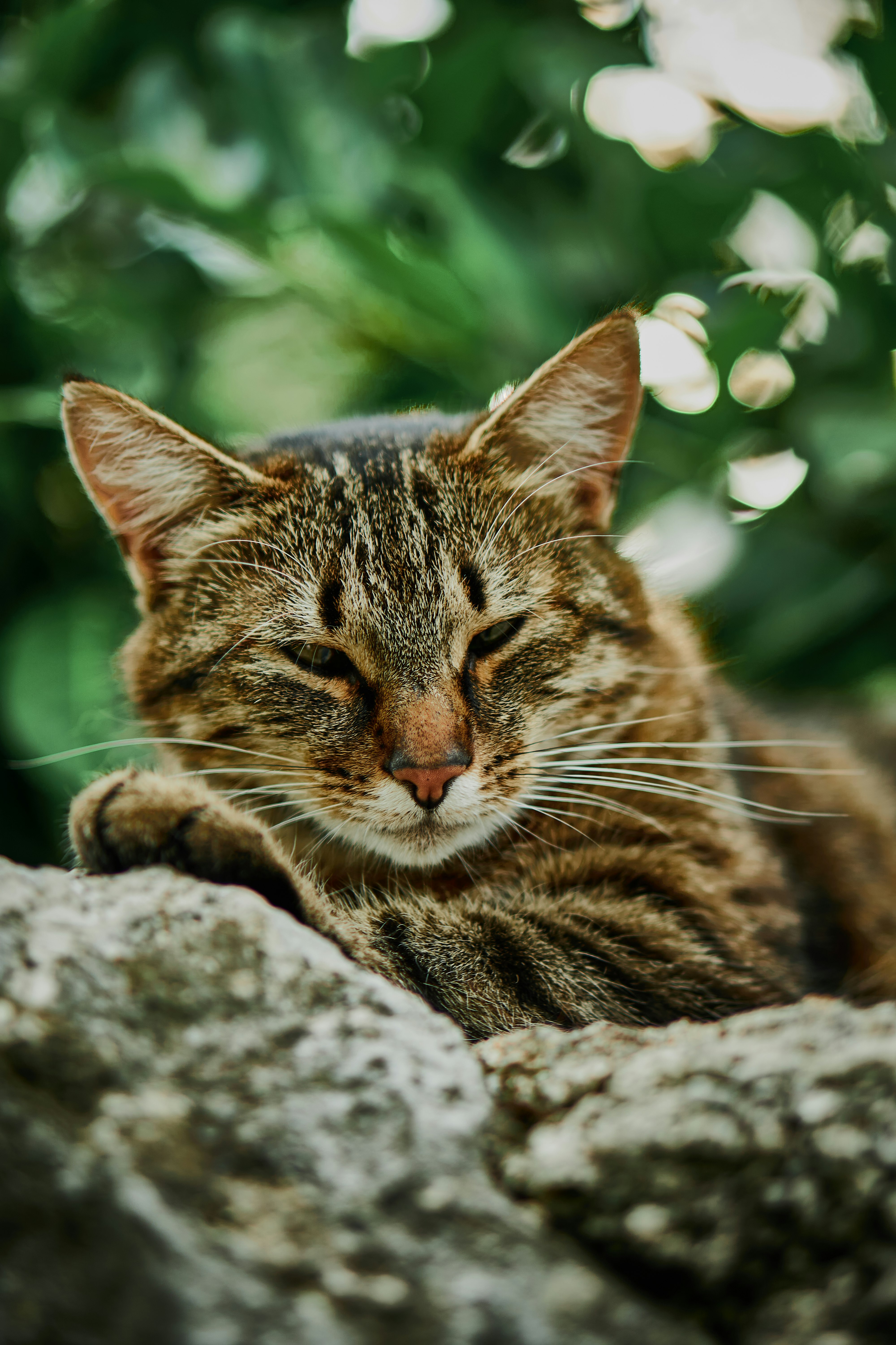 brown tabby cat on gray rock during daytime