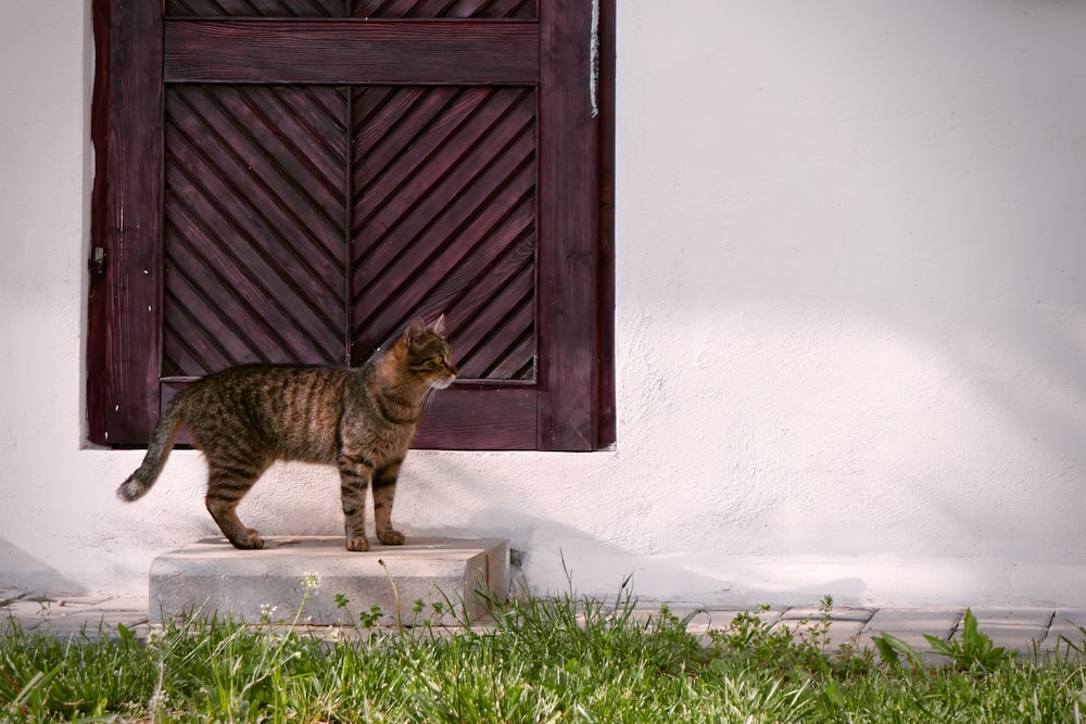 brown tabby cat on white concrete floor