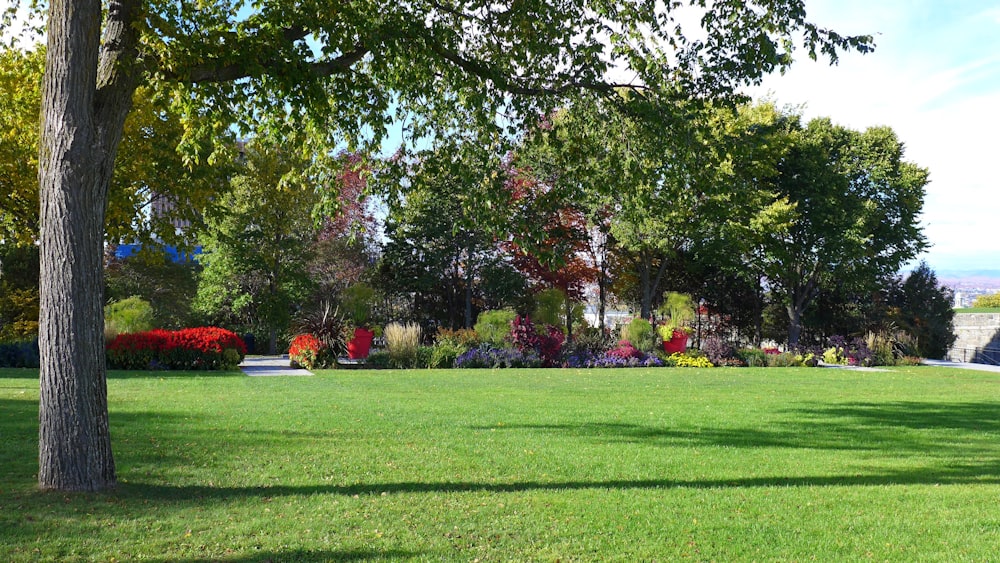 green grass field with red and green trees