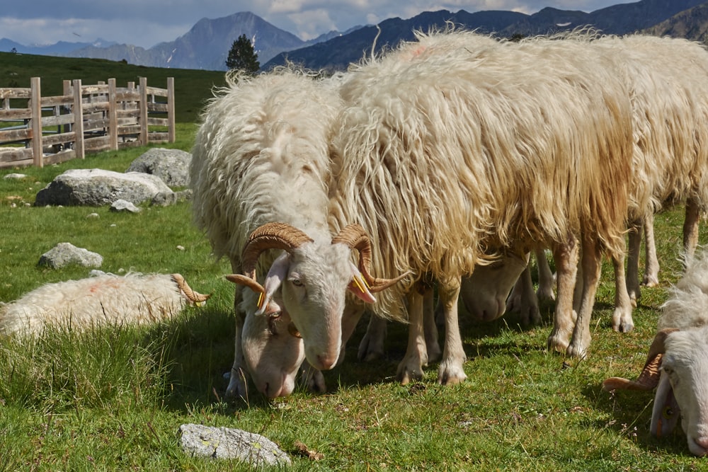 white sheep on green grass field during daytime