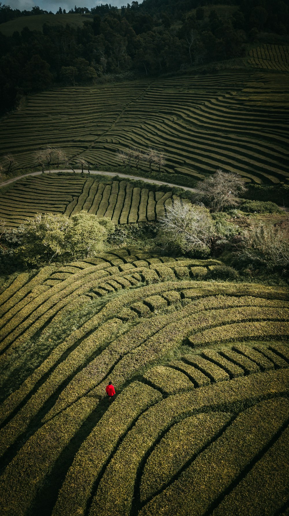 Person in roter Jacke, die tagsüber auf grünem Rasen steht