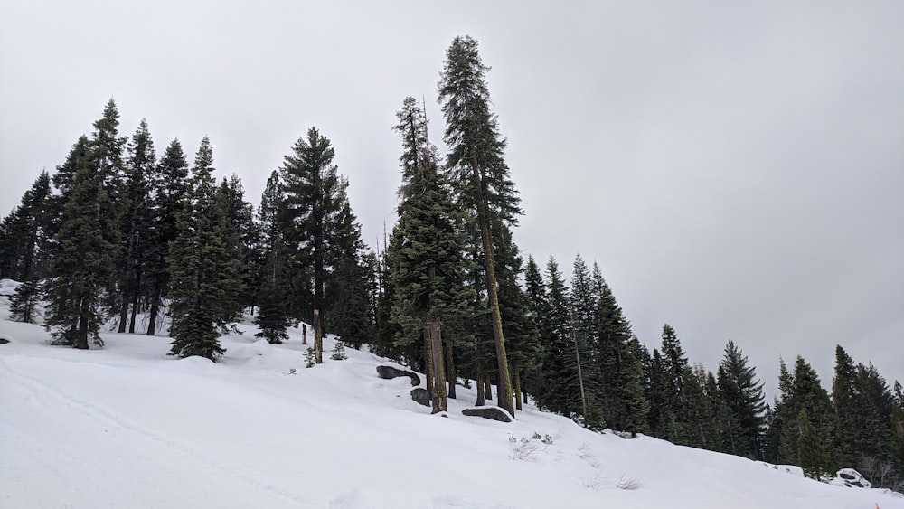 green pine trees covered with snow