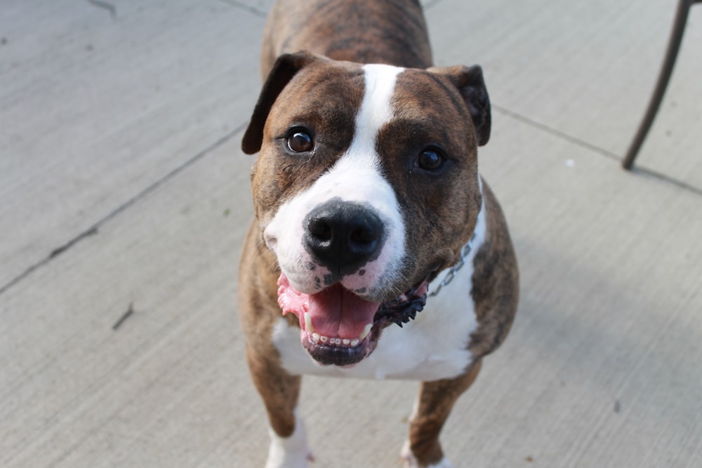 brown and white short coated dog