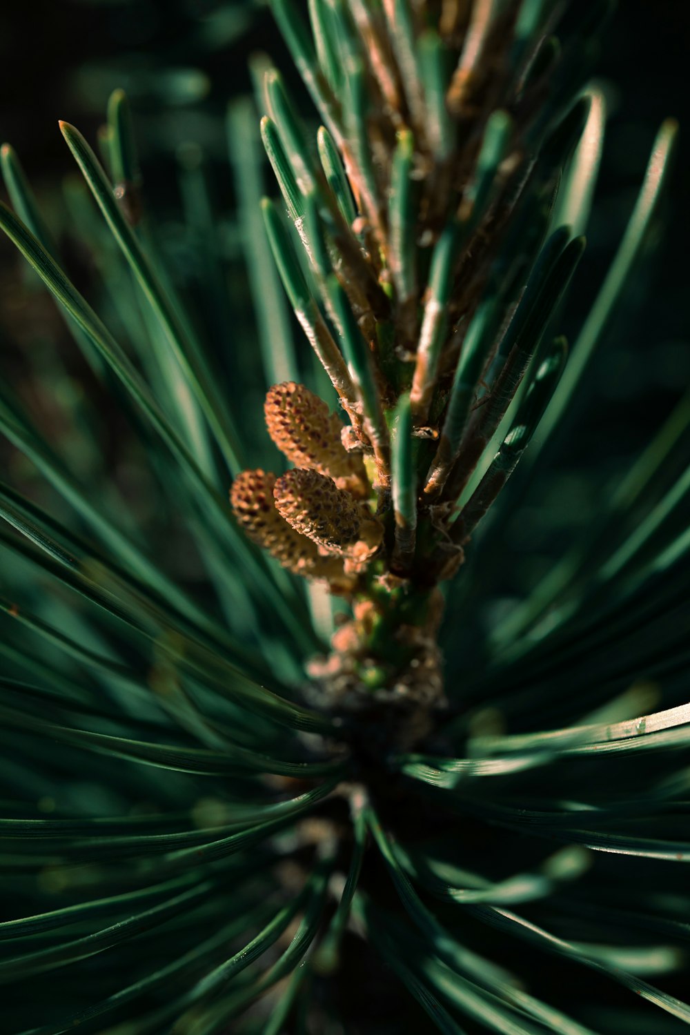 brown pine cone on green plant