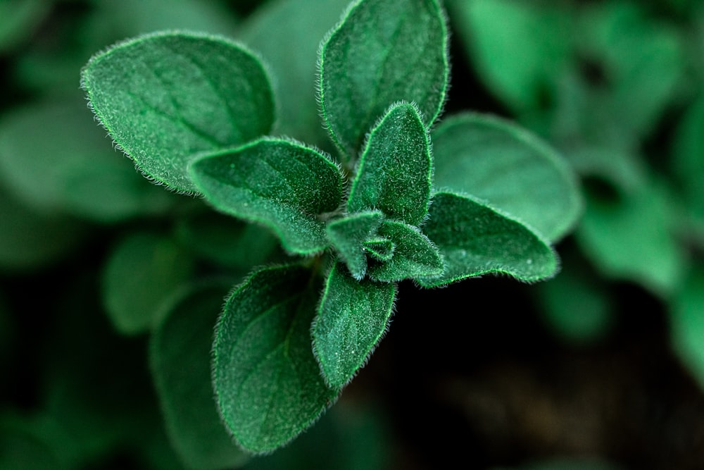 green plant in close up photography