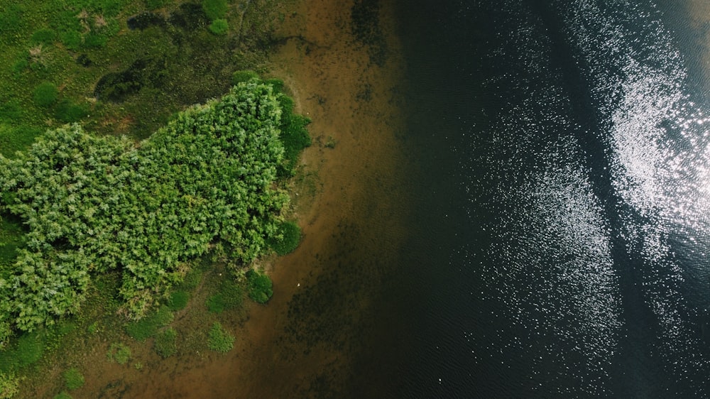 green trees on brown field