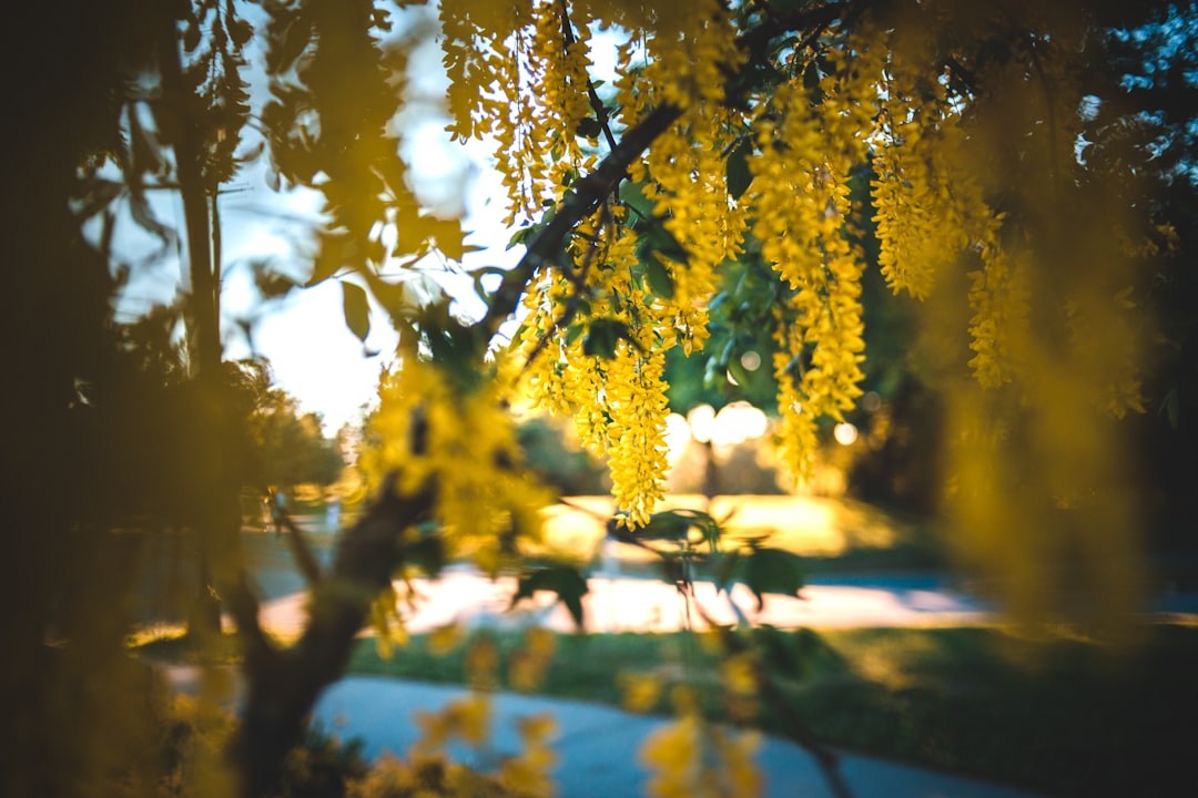 yellow leaves on tree branch during daytime