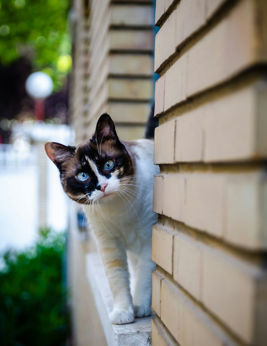 white and black cat on white concrete wall during daytime