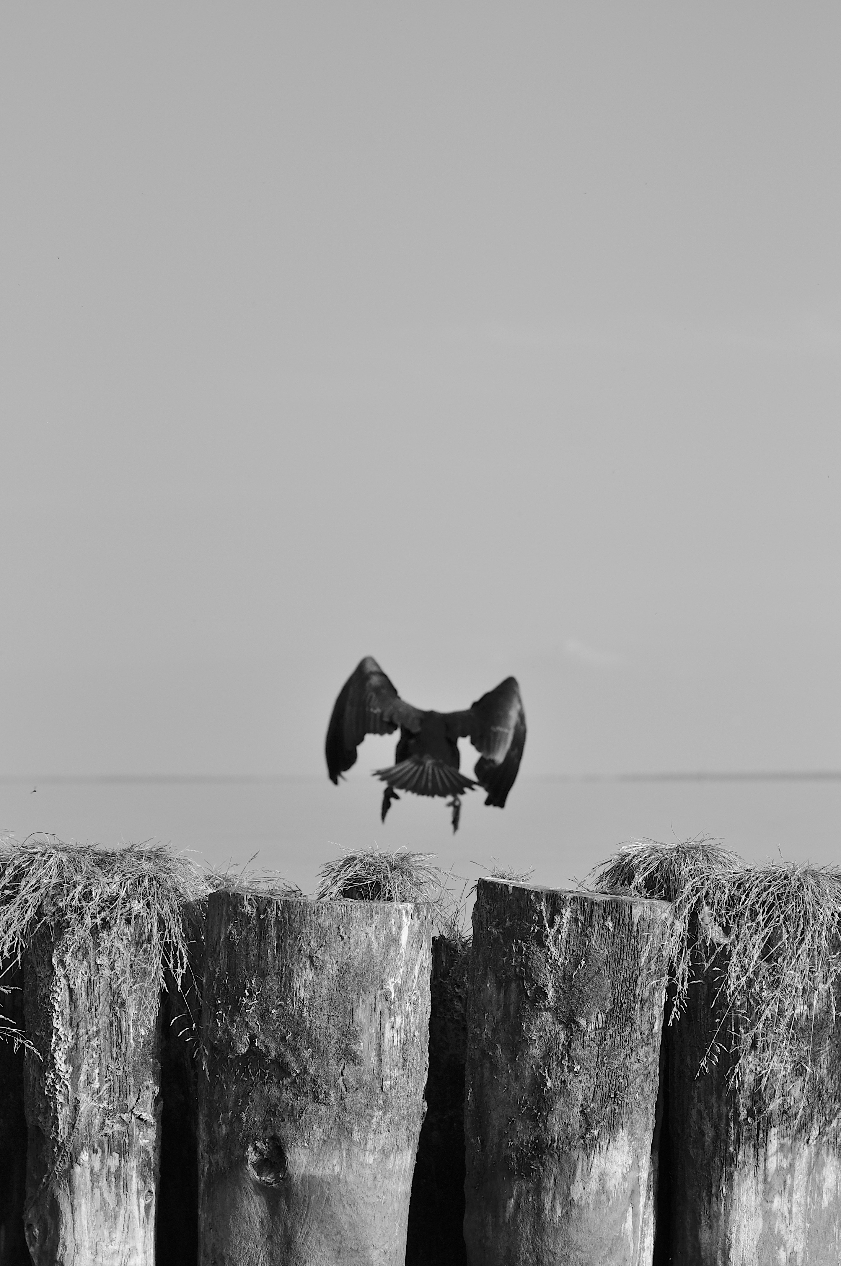 grayscale photo of a bird flying over the sea