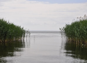 green grass on body of water during daytime