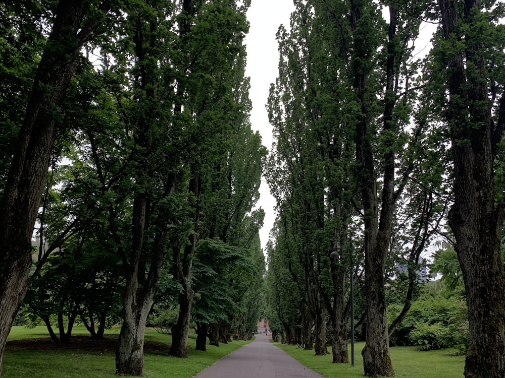 green trees on green grass field during daytime