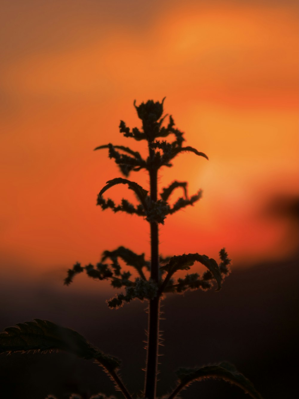 silhouette of tree during sunset