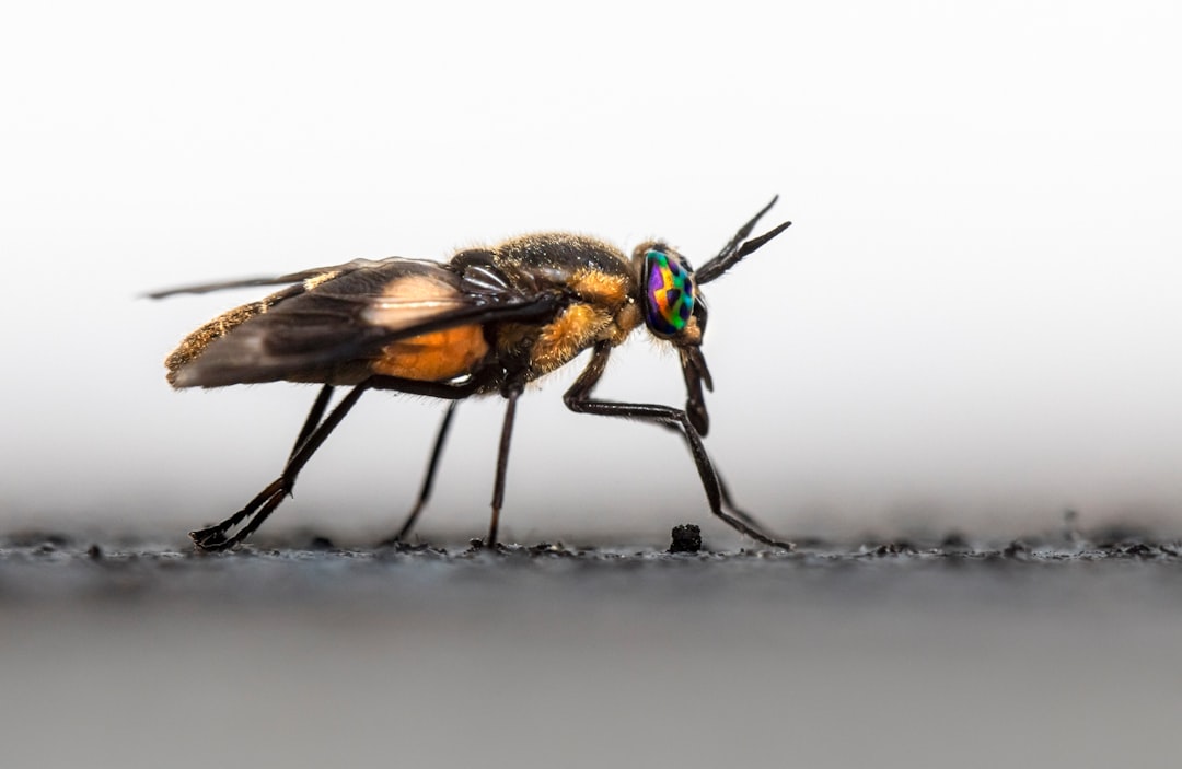 black and brown fly on white surface