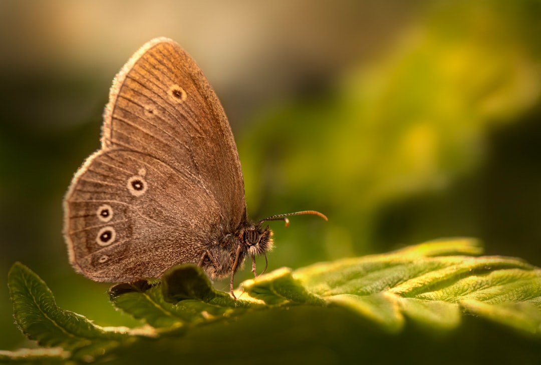 brown butterfly perched on green leaf in close up photography during daytime