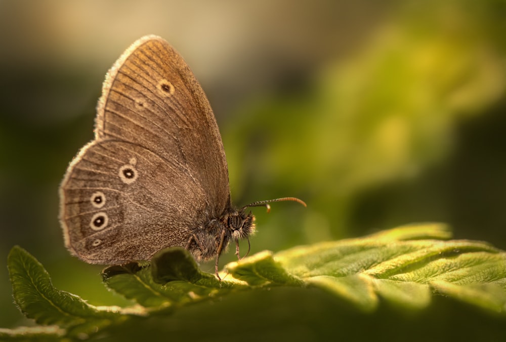 brown butterfly perched on green leaf in close up photography during daytime