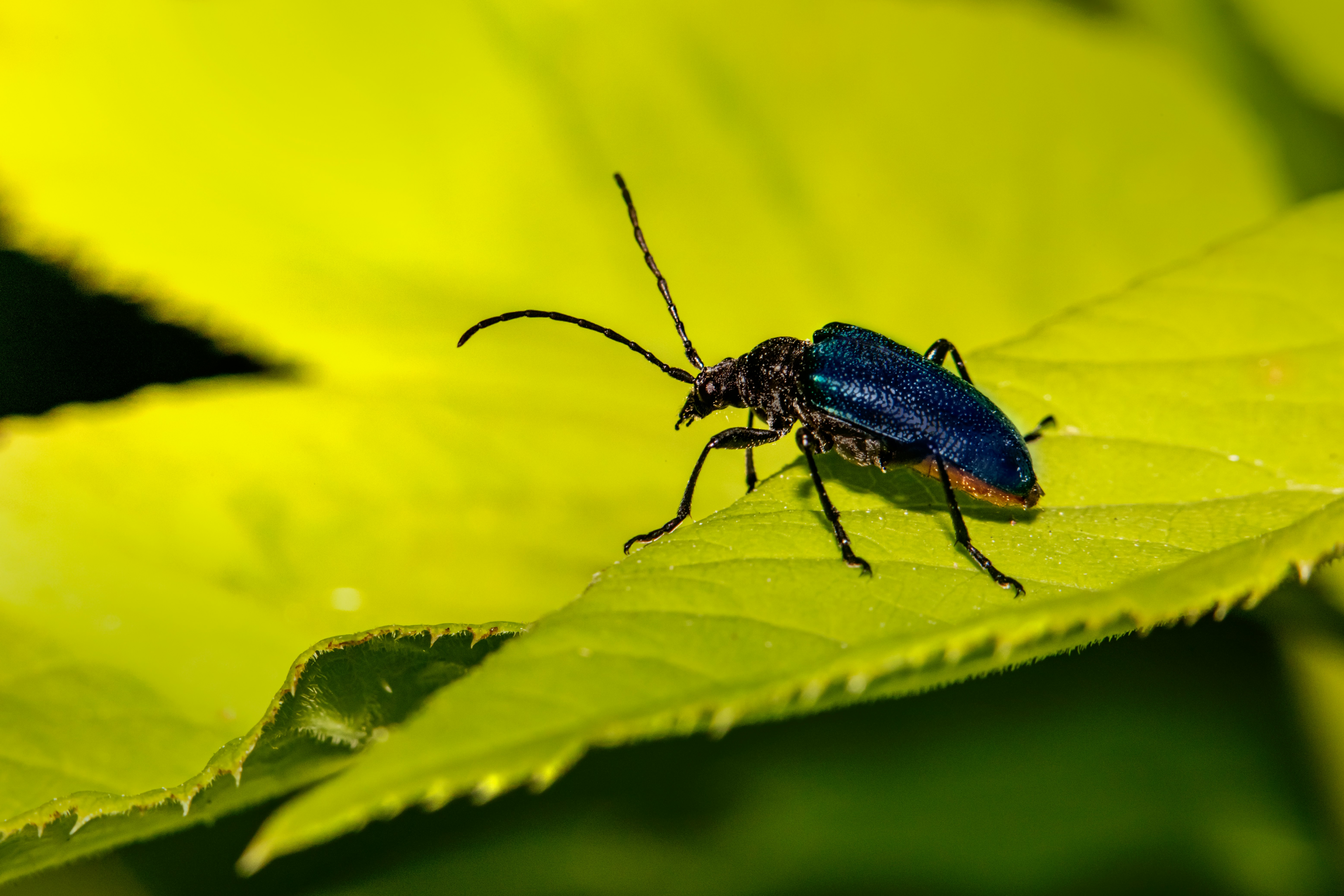 blue and black beetle on yellow flower