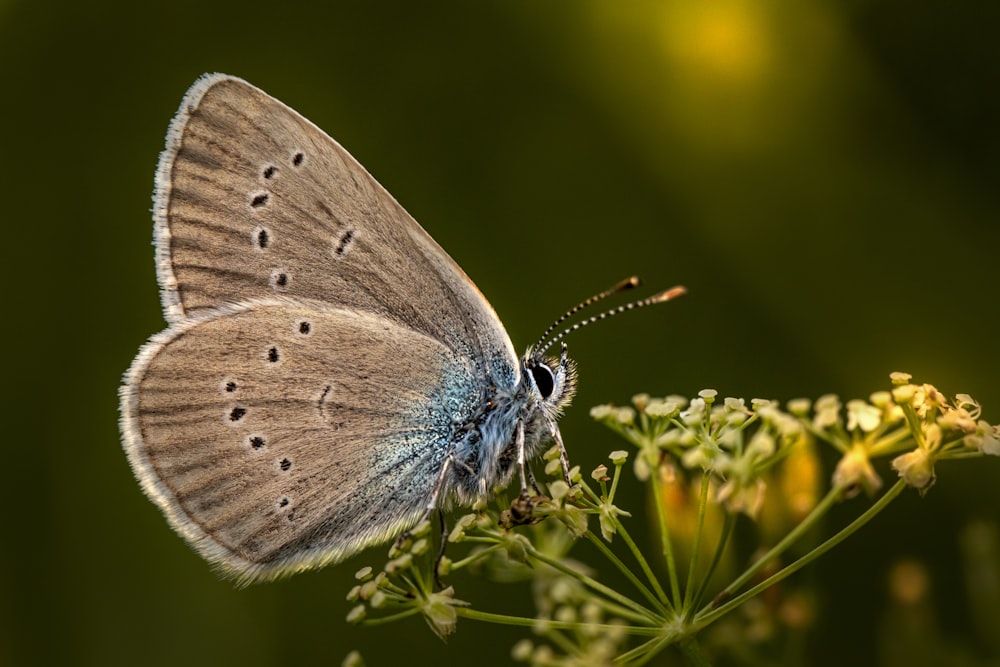 Blauer und weißer Schmetterling sitzt tagsüber auf gelber Blume in Nahaufnahmen